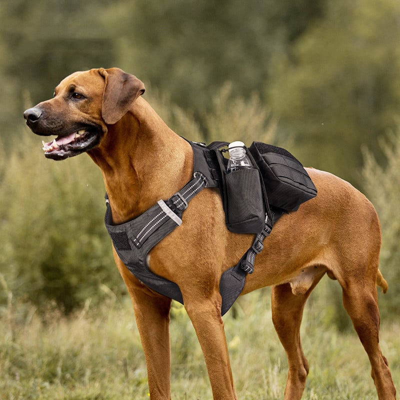 Trendy Tron Comfortable Waterproof Dog Leash and Chest Strap